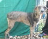 Cat the Catahoula