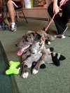 Cat the Catahoula