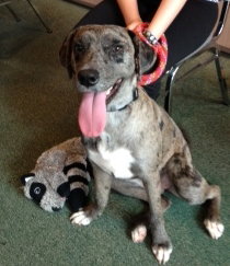 Cat the Catahoula