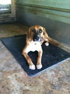 Samba the Calm Hound