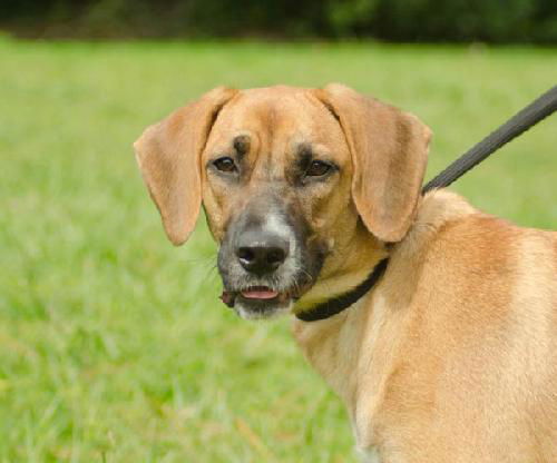 Samba the Calm Hound