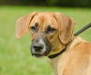 Samba the Calm Hound
