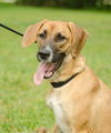 Samba the Calm Hound