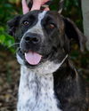 Gabrielle the Happy Catahoula