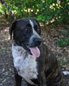 Gabrielle the Happy Catahoula