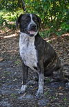 Gabrielle the Happy Catahoula