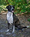 Gabrielle the Happy Catahoula