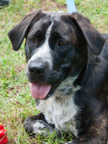 Gabrielle the Happy Catahoula