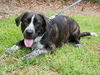 Gabrielle the Happy Catahoula