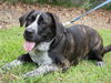 Gabrielle the Happy Catahoula