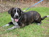 Gabrielle the Happy Catahoula