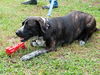 Gabrielle the Happy Catahoula