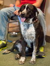 Gabrielle the Happy Catahoula