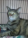 Talora the Quiet Front Declawed Tortie