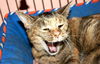 Talora the Quiet Front Declawed Tortie