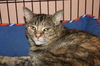 Talora the Quiet Front Declawed Tortie