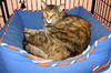 Talora the Quiet Front Declawed Tortie