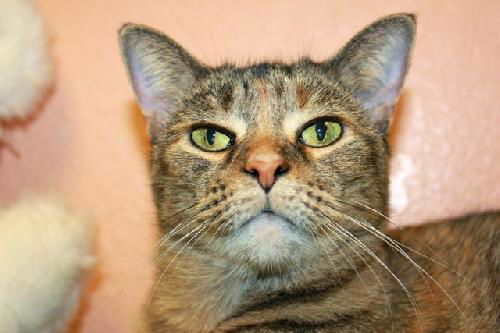 Talora the Quiet Front Declawed Tortie