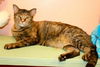 Talora the Quiet Front Declawed Tortie