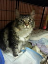 Nora the Adorable Declawed Maine Coon Mix