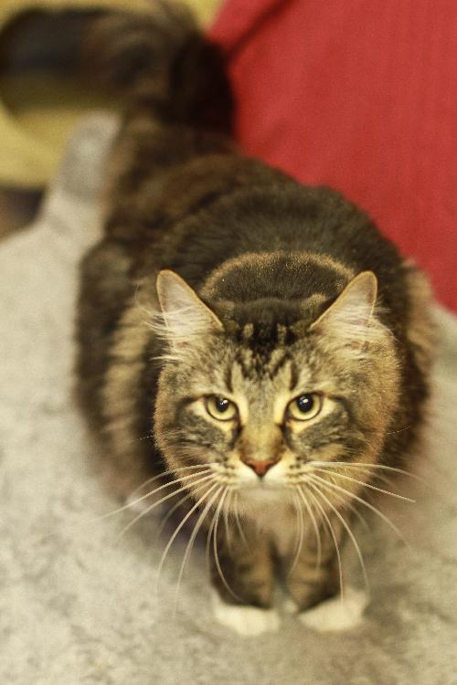 Nora the Adorable Declawed Maine Coon Mix