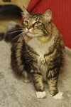 Nora the Adorable Declawed Maine Coon Mix