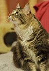 Nora the Adorable Declawed Maine Coon Mix