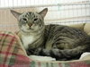 Hansel the Declawed Cat