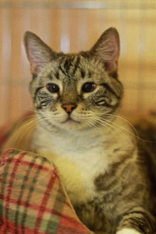 Hansel the Declawed Cat