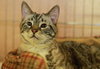 Hansel the Declawed Cat