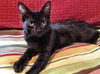 Franklin the Love Bunny Kitten