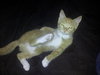 PJ the Social Orange Kitten