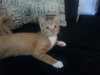 PJ the Social Orange Kitten