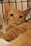 PJ the Social Orange Kitten