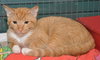 PJ the Social Orange Kitten