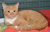 PJ the Social Orange Kitten
