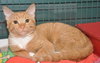 PJ the Social Orange Kitten