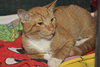 PJ the Social Orange Kitten
