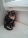 Reese the Calico Kitten