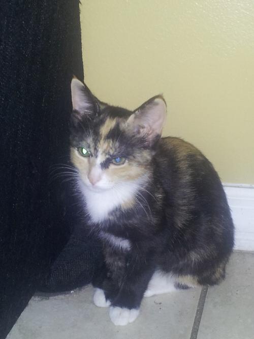 Reese the Calico Kitten