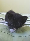 Vera the Kitten