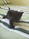 Quinn the Kitten