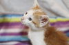 Oliver the Orange Kitten