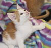 Oliver the Orange Kitten