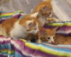 Oliver the Orange Kitten