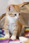Albert the Orange KItten