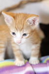 Albert the Orange KItten