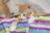 Albert the Orange KItten