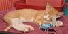Albert the Orange KItten