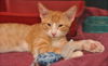 Albert the Orange KItten